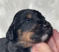 Uno, a female Bernedoodle for sale in Paris, TX – 3 of 5