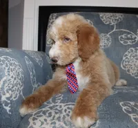 Chess (Hidden Merle), a male Goldendoodle and English Goldendoodle for sale in Paris, TX – 5 of 9