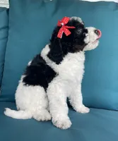 Onyx, a female Miniature Bernedoodle for sale in Paris, TX – 3 of 5