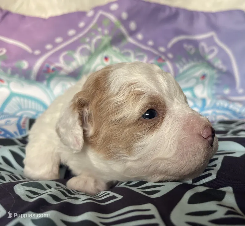 Mini Ginger – Goldendoodle puppy for sale in Paris, TX