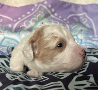 Mini Ginger, a female Goldendoodle for sale in Paris, TX – 1 of 6