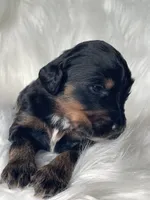 Uno, a female Bernedoodle for sale in Paris, TX – 5 of 5