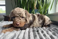 Jade, a male Miniature Bernedoodle for sale in Paris, TX – 5 of 6
