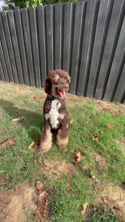 Bruno, a male Poodle - Multi-Colored Standard for sale in Paris, TX – 5 of 5