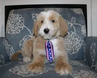 Teddy Bear, a male Goldendoodle and English Goldendoodle for sale in Paris, TX – 5 of 9