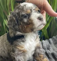 Lapis, a male Miniature Bernedoodle for sale in Paris, TX – 1 of 5
