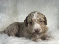 Chess, a male Bernedoodle for sale in Paris, TX – 4 of 5
