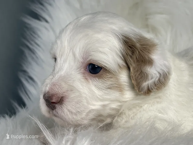 Cotton Candy – Miniature Bernedoodle puppy for sale in Paris, TX