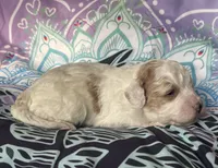 Mini Ginger, a female Goldendoodle for sale in Paris, TX – 6 of 6