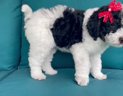 Onyx, a female Miniature Bernedoodle for sale in Paris, TX – 5 of 5