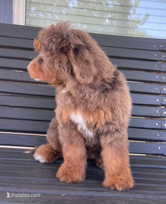 Amethyst – Miniature Bernedoodle puppy for sale in Paris, TX