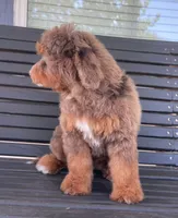 Amethyst, a female Miniature Bernedoodle for sale in Paris, TX – 2 of 3
