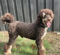 Bruno, a male Poodle - Multi-Colored Standard for sale in Paris, TX – 3 of 5