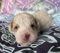 Mini Ginger, a female Goldendoodle for sale in Paris, TX – 4 of 6