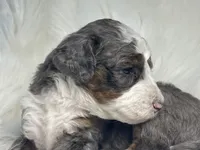 Skip-Bo - Blue Marbled Eye, a male Bernedoodle for sale in Paris, TX – 5 of 6