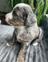 Topaz, a male Miniature Bernedoodle for sale in Paris, TX – 3 of 6