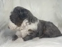Skip-Bo - Blue Marbled Eye, a male Bernedoodle for sale in Paris, TX – 6 of 6