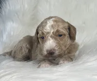 Chess, a male Bernedoodle for sale in Paris, TX – 3 of 5