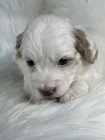 Cotton Candy, a female Miniature Bernedoodle for sale in Paris, TX – 7 of 8