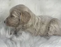 Solitaire, a female Bernedoodle for sale in Paris, TX – 4 of 5