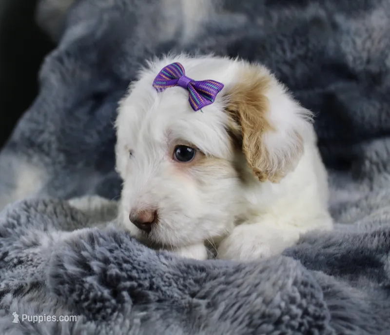 Cotton Candy – Miniature Bernedoodle puppy for sale in Paris, TX