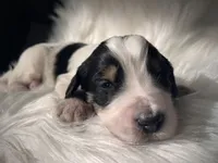 Domino, a male Bernedoodle for sale in Paris, TX – 4 of 6