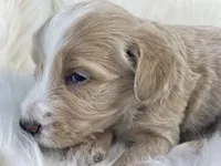 Monopoly , a male Goldendoodle and English Goldendoodle for sale in Paris, TX – 5 of 8