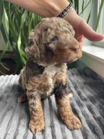 Jade, a male Miniature Bernedoodle for sale in Paris, TX – 1 of 6
