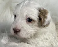 Cotton Candy, a female Miniature Bernedoodle for sale in Paris, TX – 8 of 8