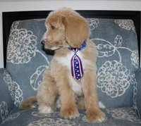 Teddy Bear, a male Goldendoodle and English Goldendoodle for sale in Paris, TX – 6 of 9