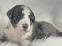 BLUE EYES! Scrabble, a male Bernedoodle for sale in Paris, TX – 4 of 7