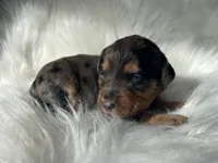 Yahtzee, a female Bernedoodle for sale in Paris, TX – 5 of 6
