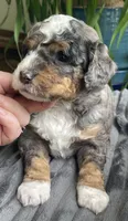Lapis, a male Miniature Bernedoodle for sale in Paris, TX – 3 of 5