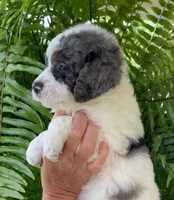 Quartz - Blue Marbled Eye!!!, a male Miniature Bernedoodle for sale in Paris, TX – 3 of 3