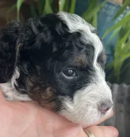Onyx, a female Miniature Bernedoodle for sale in Paris, TX – 2 of 5