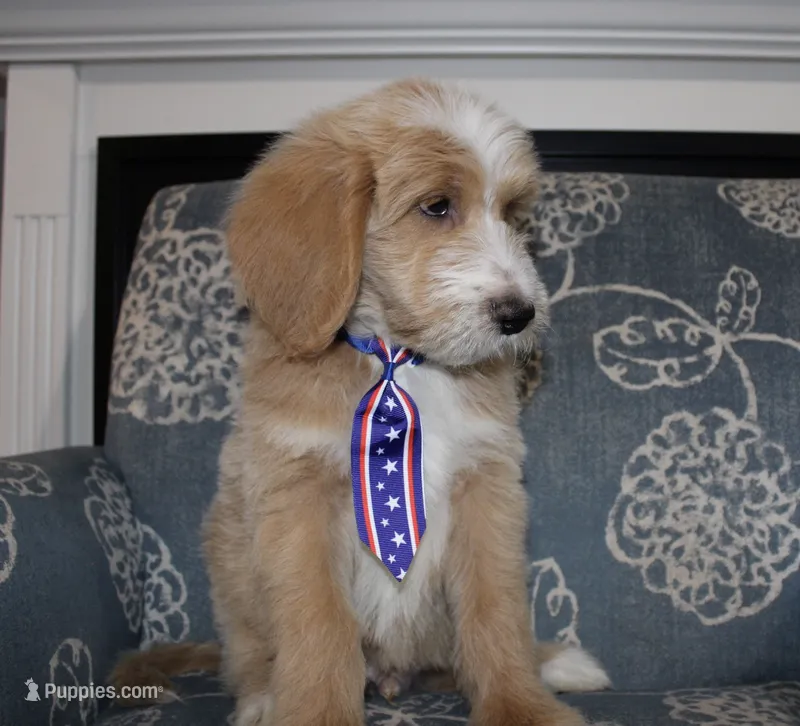 Teddy Bear – Bernedoodle puppy for sale in Paris, TX