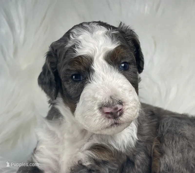 Skip-Bo - Blue Marbled Eye – Bernedoodle puppy for sale in Paris, TX