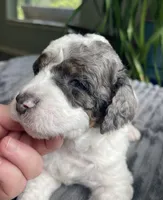 Quartz - Blue Eye!!!, a male Miniature Bernedoodle for sale in Paris, TX – 4 of 7