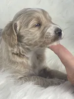 Solitaire, a female Bernedoodle for sale in Paris, TX – 5 of 5