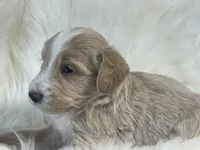 Monopoly, a male Bernedoodle for sale in Paris, TX – 3 of 10