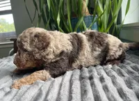 Jade, a male Miniature Bernedoodle for sale in Paris, TX – 6 of 6