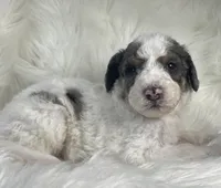 Battleship - Heart Nose, a male Bernedoodle for sale in Paris, TX – 2 of 4