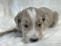 Monopoly , a male Goldendoodle and English Goldendoodle for sale in Paris, TX – 7 of 8