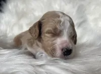 Spades, a male Bernedoodle for sale in Paris, TX – 4 of 6