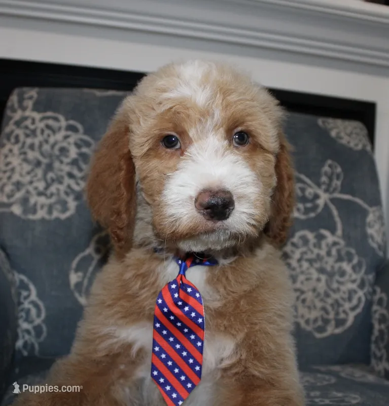 Chess – Bernedoodle puppy for sale in Paris, TX