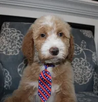 Chess (Hidden Merle), a male Bernedoodle for sale in Paris, TX – 1 of 10