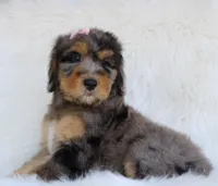 Yahtzee, a female Bernedoodle for sale in Paris, TX – 3 of 5