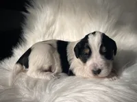 Domino, a male Bernedoodle for sale in Paris, TX – 2 of 6