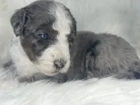 BLUE EYES! Scrabble, a male Bernedoodle for sale in Paris, TX – 5 of 7