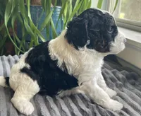 Onyx, a female Miniature Bernedoodle for sale in Paris, TX – 5 of 5